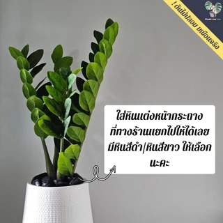 🌿ต้นไม้ปลอม ต้นกวักมรกตปลอม 60 cm. พร้อมกระถาง+หินแต่งหน้ากระถาง+ขาตั้ง ครบชุดพร้อมโชว์ สินค้าพร้อมจัดส่งในไทย🇹🇭