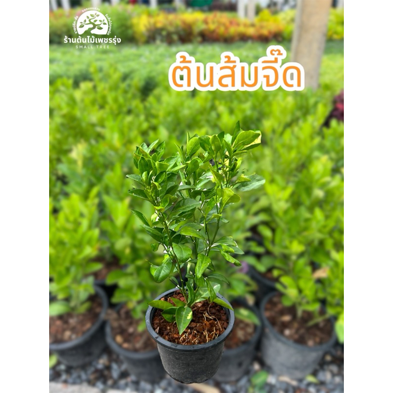 ต้นส้มจี๊ด ไม้มงคล เสริมบารมี พร้อมปลูก ต้นไม้ดอกไม้ประดับ การขนส่งเสียหายทางร้านเปลี่ยนสิ้นค้าให้ใหม่