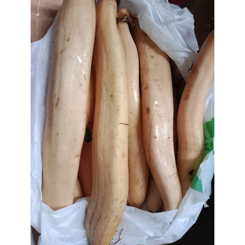 LotusHealth รากบัวไทยสด ก.ก.ละ 140 บาท