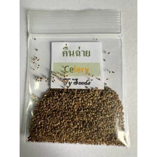 เมล็ดพันธุ์ คื่นฉ่าย 2,000 เมล็ด🪴เมล็ดใหม่สมบูรณ์ อัตราความงอกสูง ซื้อ[ 10แถม2 ]คละได้