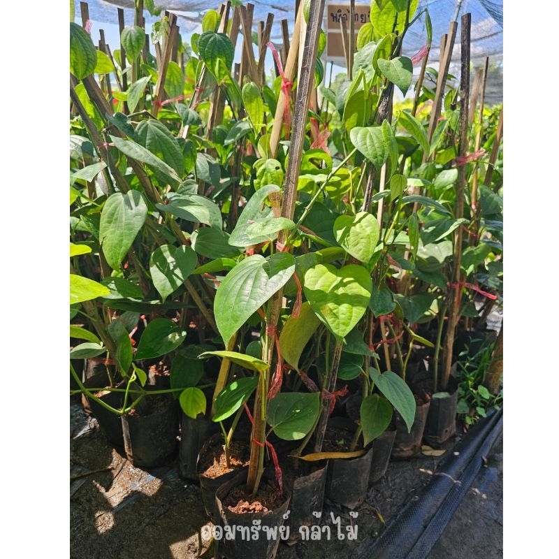 ต้นพริกไทย ต้นพริกไทยซีลอน พร้อมปลูก🌱🎉