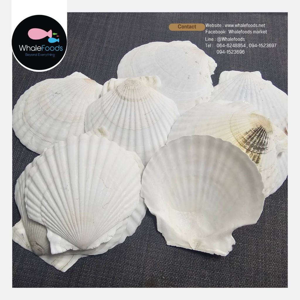 Scallop Shells 10-12 cm.เปลือกหอยมุก /เปลือกหอยเชลล์ สำหรับทำอาหารและของตกแต่ง 10ชิ้นต่อแพ๊ค