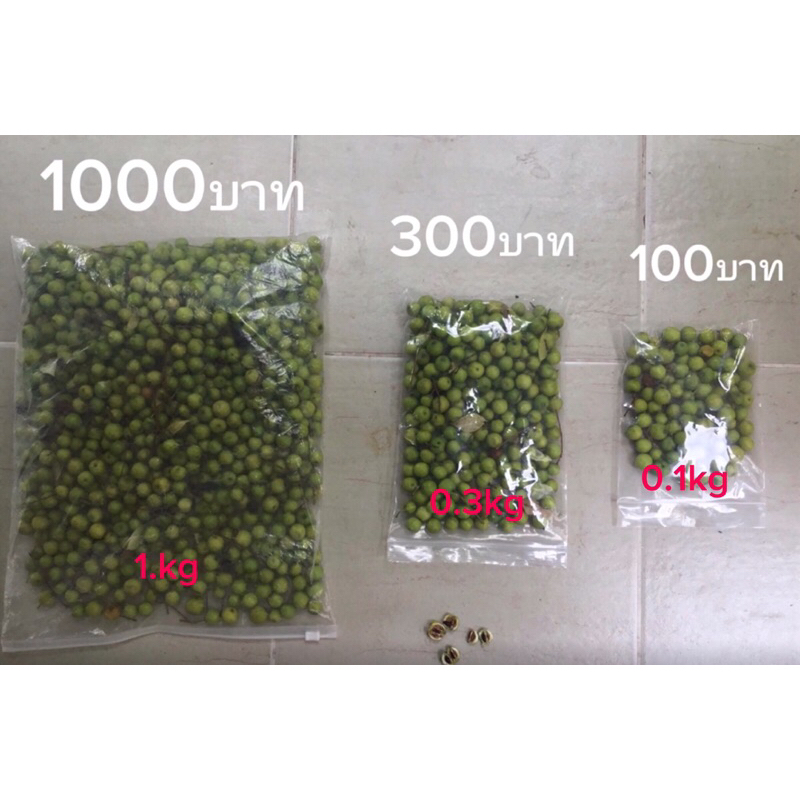 1ขีด ประมาณ100เมล็ด เมล็ดต้นเกษมณีสีทอง เมื่อต้นอายุ2-3ปีจะมีสีเขียวอมเหลือง ทรงพุ่มสวยงามสะดุดตาแก่ผ