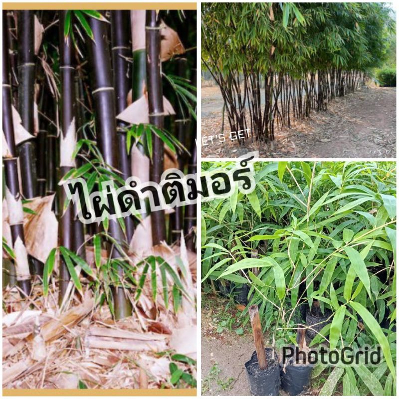 ไผ่ดำติมอร์ พร้อมส่ง