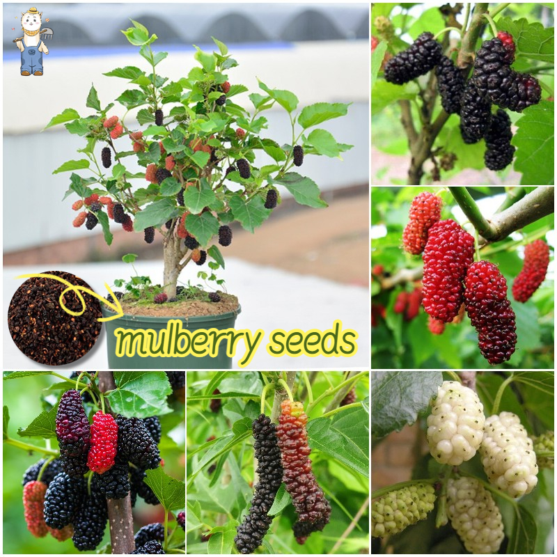 100 เมล็ด พันธุ์ เมล็ด หม่อน ลูกหม่อน หรือ มัลเบอร์รี่ เก้ซิวเอียะ Mulberry Seed อัตราการงอก 90%.เมล็ดพันธุ์ที่ทนแล้ง
