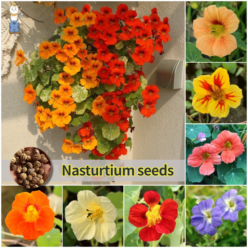20 เมล็ด ปลูกง่าย ปลูกได้ทั่วไทย Edible Nasturtium Seeds for Planting เมล็ดพันธุ์ แนสเทอเทียม คละสี งานฝีมือสวน