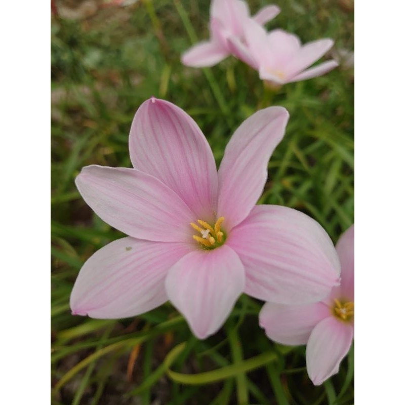 บัวดิน ซากุระ สโนว์        z.Sakura Snow