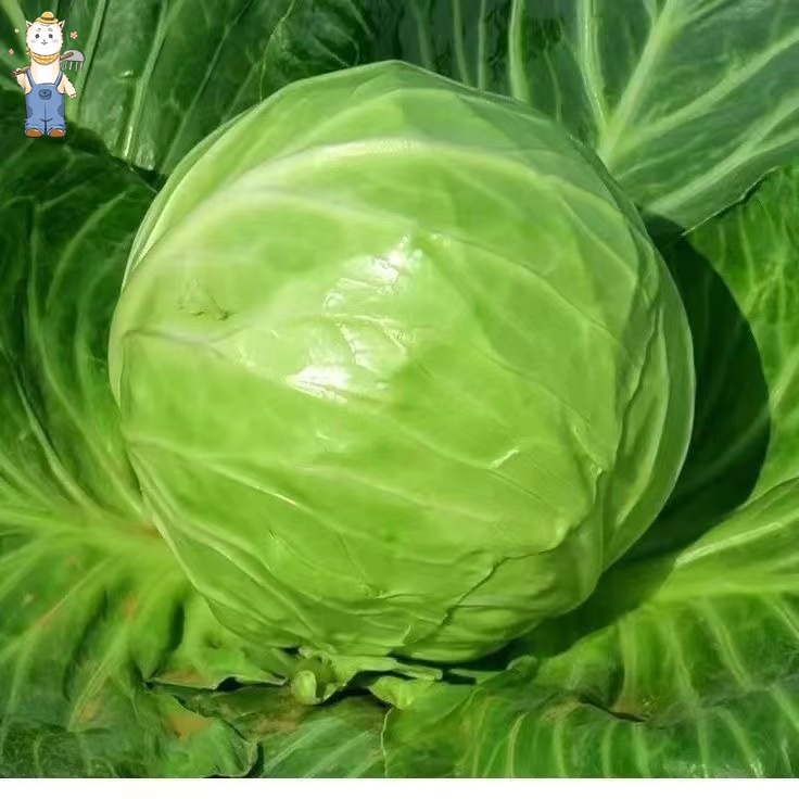เมล็ดพันธุ์ กะหล่ำปลี เขียว กะหล่ำปลียักษ์ บรรจุ 150เมล็ด Cabbage Seed Organic Vegetable Seeds คุณภาพดี ราคาถูก ของแท้ - รูปที่ 5