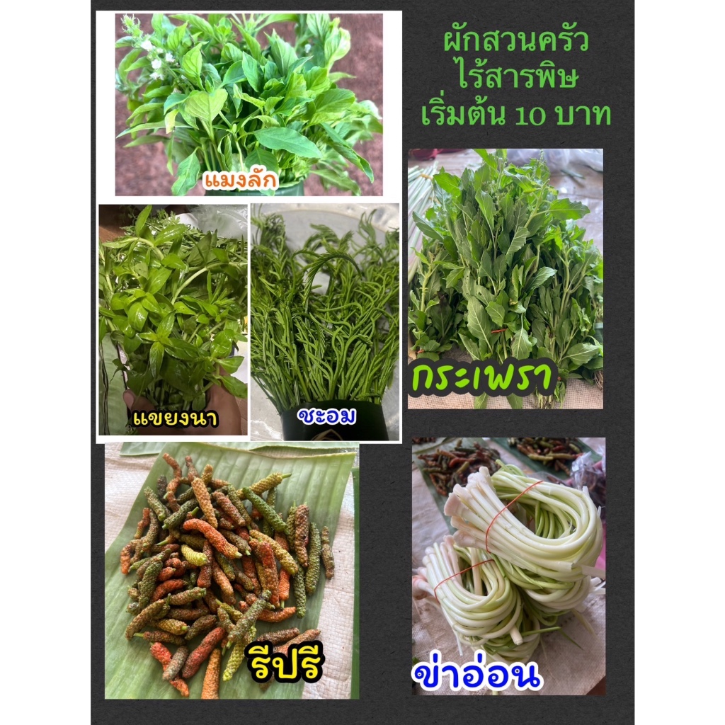 ผักใบแมงลัก ผักอิตู่ /ผักขแหยง /ชะอม ผักขะ /ข่าอ่อน เก็บสดพร้อมส่ง