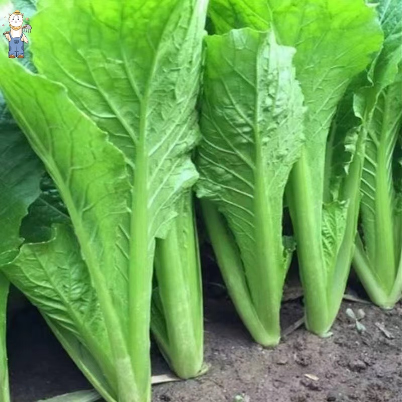 300เมล็ดผักกาดเขียวปลี ผักกาดเขียวปลี ปลูกง่าย กอใหญ่ ทรงสวย น้ำหนักดี ปลูกได้ทุกฤดูกาล  Mustard Seeds การปลูกในร่ม - รูปที่ 3