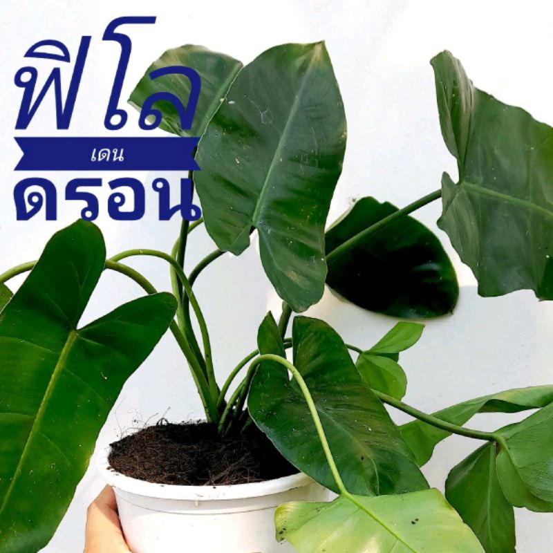 ต้นฟิโลเดนดรอน หรือมรกตหยก 6 กิ่ง 20 บาท (จัดส่งแบบห่อราก)