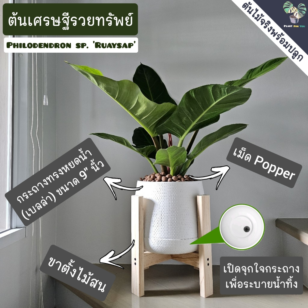 💰💰ต้นเศรษฐีรวยทรัพย์ ต้นไม้มงคล Philodendron sp. ‘Ruaysap’  พร้อมกระถางครบชุดพร้อมปลูก