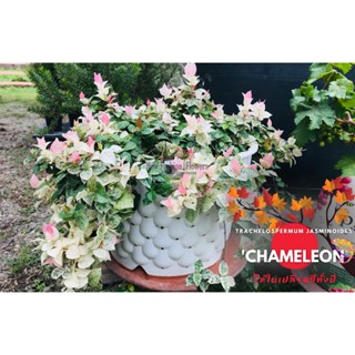 ไม้ใบเปลี่ยนสีทั้งปี jasminoides 'Chameleon' มะลิดาวหลากสีกา…