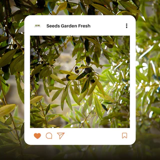 เมล็ดพันธุ์ มะกอก บรรจุ 50 เมล็ด [Seeds Garden Fresh]
