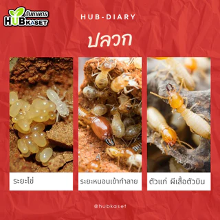 💥💥 โปรโมชั่น 💥💥 พาโตดาน 1กิโลกรัม*10ซอง (ฟิโพรนิล เม็ดสีม่วง) ใช้โรยก้นหลุมและโคนต้น ป้องกันกำจัดเพลี้ย ปลวก หนอนม้วนใบ