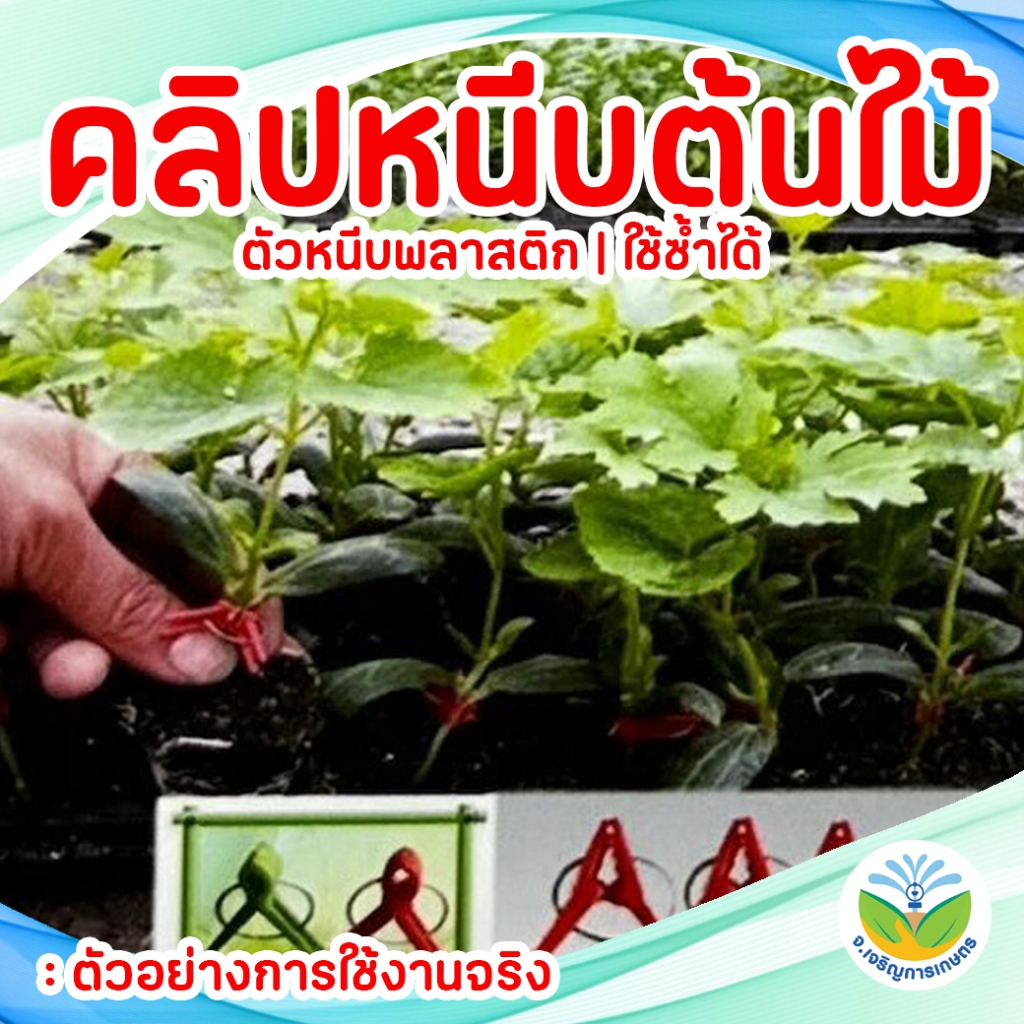 คลิปหนีบต้นไม้ ( แพ็ค 100 ชิ้น ) / ตัวหนีบกิ่งไม้ / ตัวหนีบพลาสติก ราคา ถูกที่สุด ดีลบีเคเค แกลเลอรีภาพที่ 6