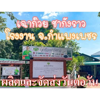 [ส่งออกภายใน 24 ชม] เฉาก๊วยชากังราว กำแพงเพชรแท้ ส่งด่วน ส่งด่วน EMS ไปรษณีย์ไทย