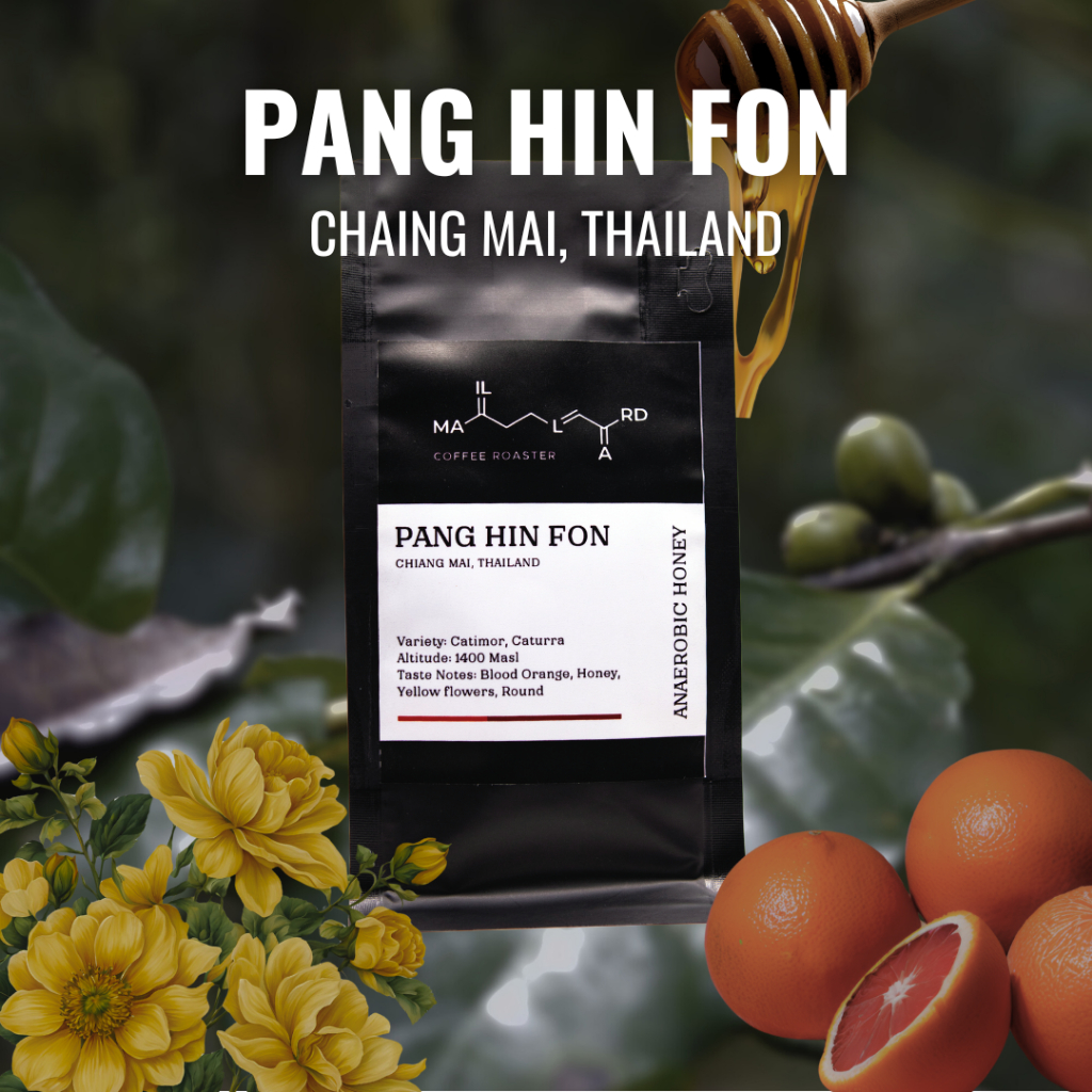 Maillard Coffee Roaster เมล็ดกาแฟคั่ว ปางหินฝน Pang Hin Fon Chiang Mai (คั่วอ่อน)