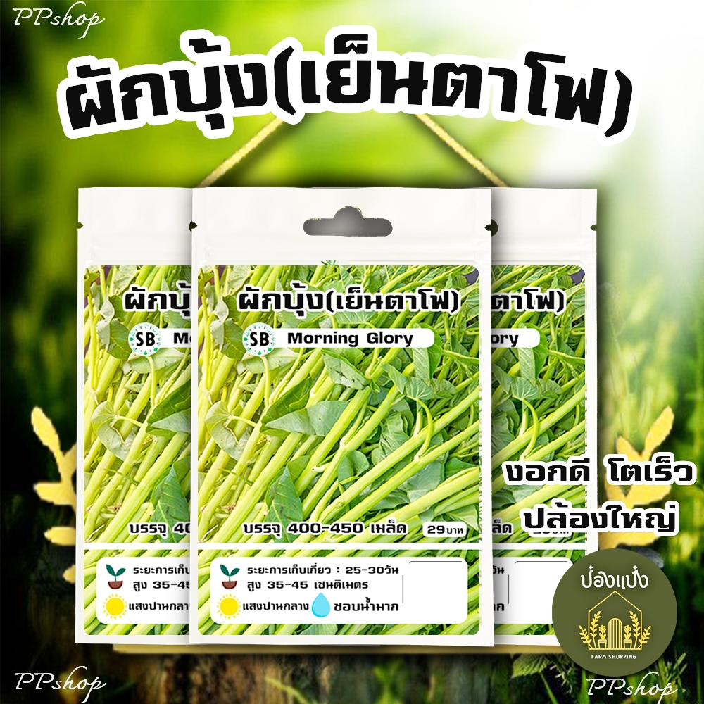 เมล็ดผักบุ้งแก้ว/ผักบุ้งเย็นตาโฟ [400-450 เมล็ด/ซอง] *ปลูกครั้งเดียวเก็บกินได้ตลอดทั้งปี // PPshop