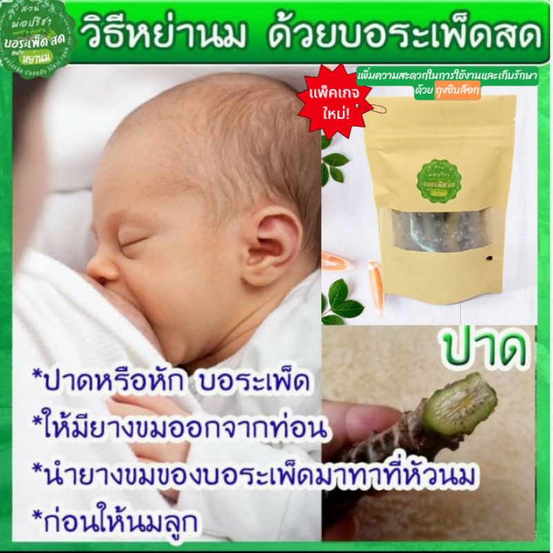 บอระเพ็ดสด สำหรับ หย่านม  เอาลูกออกนม ออกนมลูก แก้ลูกดูดนิ้วตัวเอง