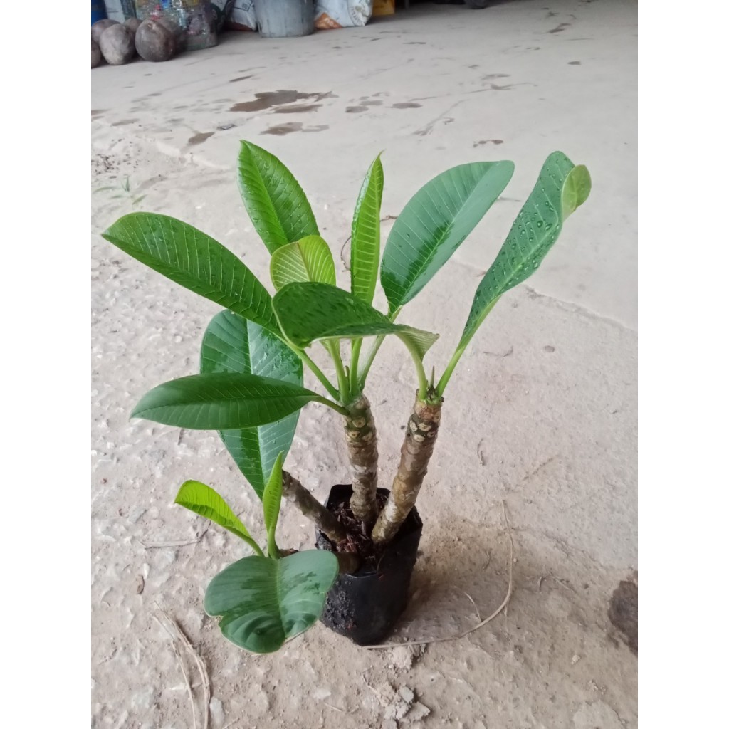 ต้นพันธุ์ ลีลาวดี ดอก สีแดง   ในถุงดำ  29 บาท - รูปที่ 2