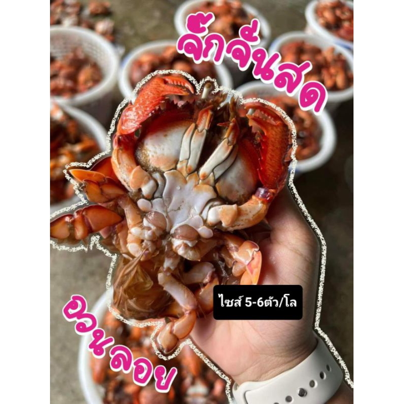 ปูจั๊กจั่นอวนลอยระนอง มี2ไซส์ 5-6ตัว/โลและ 8/10ตัวโลแบ่งขายแพ็คละ1กิโลกรัม  ปูสดแล้วนำไปแช่แข็ง