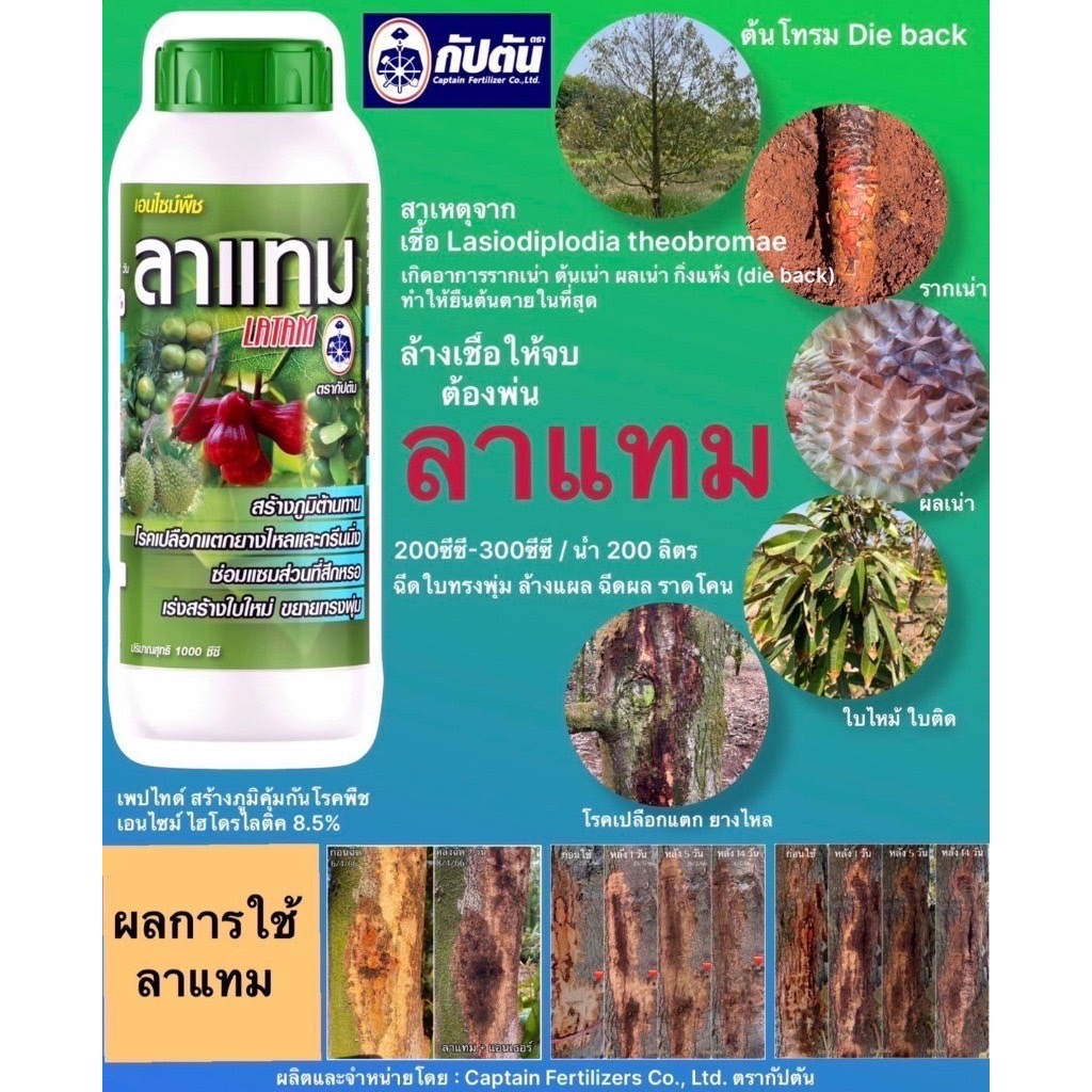 ลาแทม + แอนเธอร์ ขนาด 1 ลิตร สร้างภูมิต้านทานโรคและแมลง ปลอดภัย ไม่มีสารพิษตกค้าง ใช้ในพืชทุกชนิด