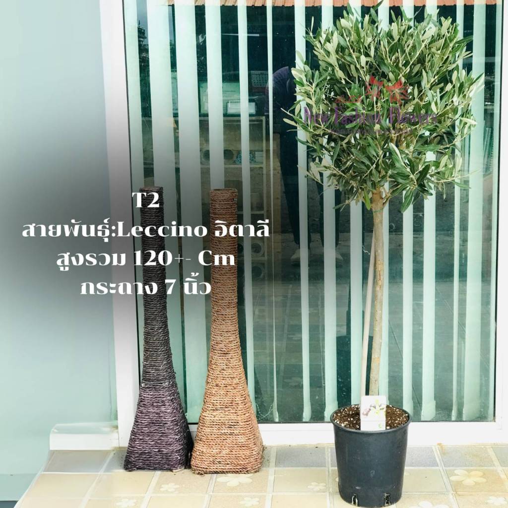มะกอกโอลีฟ ล็อตใหม่ พุ่มสวยสูงเด่น 𝐎𝐥𝐢𝐯𝐞 𝐎𝐥𝐞𝐚 𝐄𝐮𝐫𝐨𝐩𝐚𝐞𝐚 T2 นำเข้าพร้อมชื่อแผ่นป้ายและเลขพาสปอร์ต