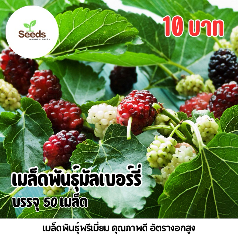 สุดคุ้ม!!! เมล็ดพันธุ์มัลเบอร์รี่ หรือ ลูกหม่อน บรรจุ 50 เมล็ด
