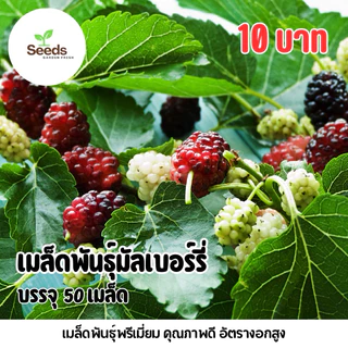 สุดคุ้ม!!! เมล็ดพันธุ์มัลเบอร์รี่ หรือ ลูกหม่อน บรรจุ 50 เมล็ด