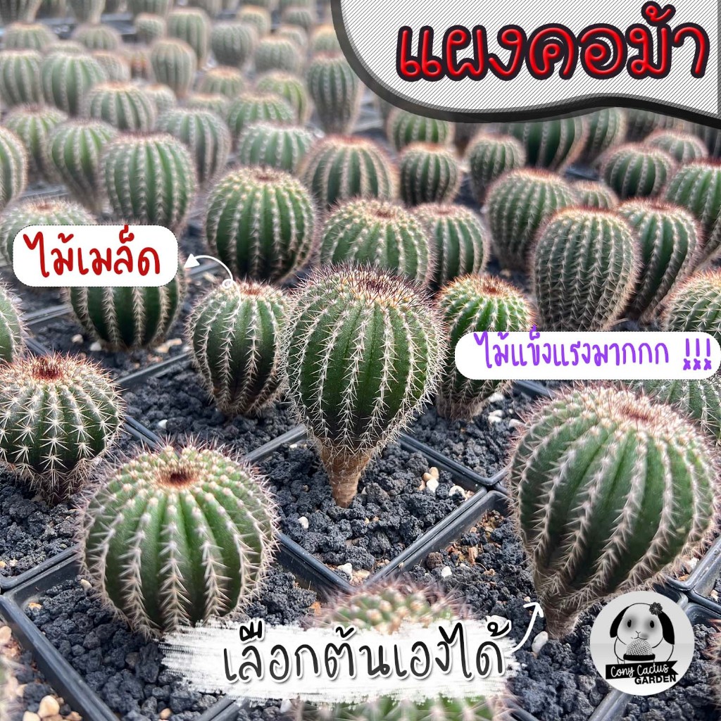 ต้นแผงคอม้า ไม้ไทย (เลือกต้นได้) ไม้เมล็ด SET SZ ( ต้นกระบองเพชร Uebelmannia pectinifera ) ต้นแคคตัส