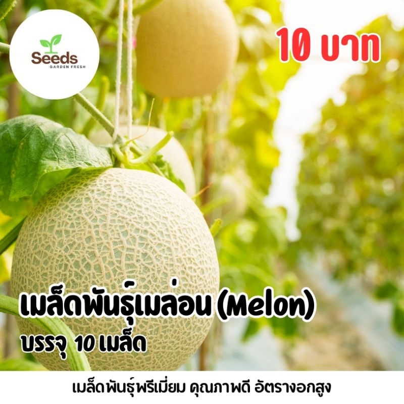 เมล็ดพันธุ์ เมล่อน Melon บรรจุ 10 เมล็ด [Seeds Garden Fresh]