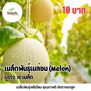 เมล็ดพันธุ์ เมล่อน Melon บรรจุ 10 เมล็ด [Seeds Garden Fresh]
