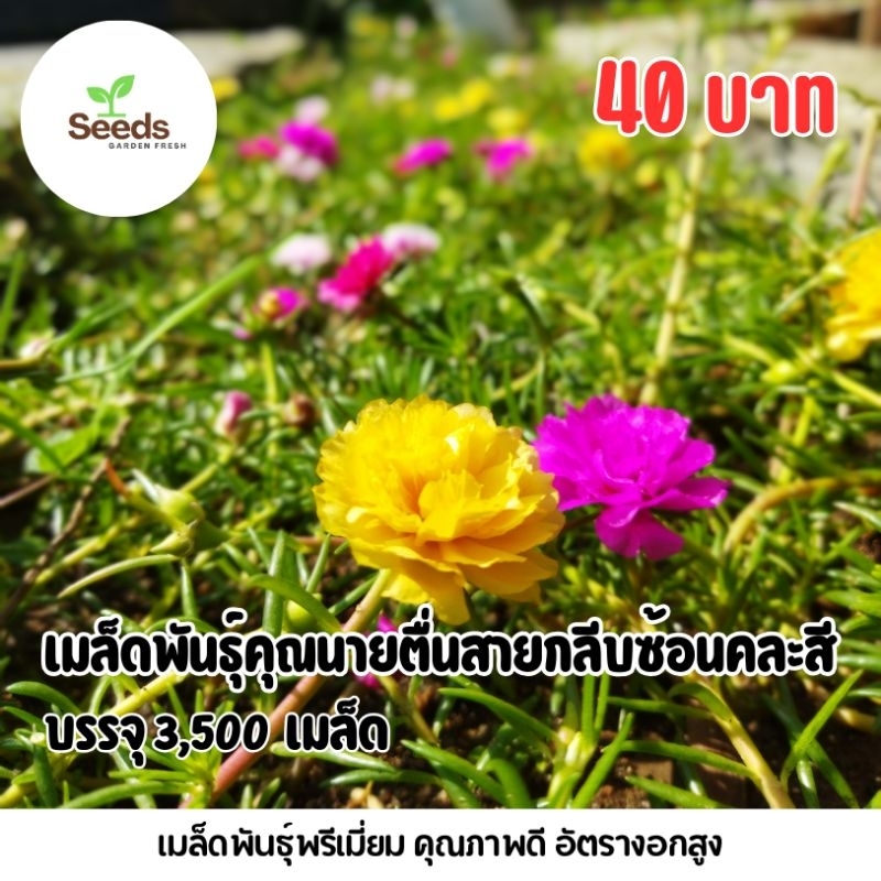 เมล็ดพันธุ์คุณนายตื่นสายกลีบซ้อนคละสี บรรจุ 3,500 เมล็ด