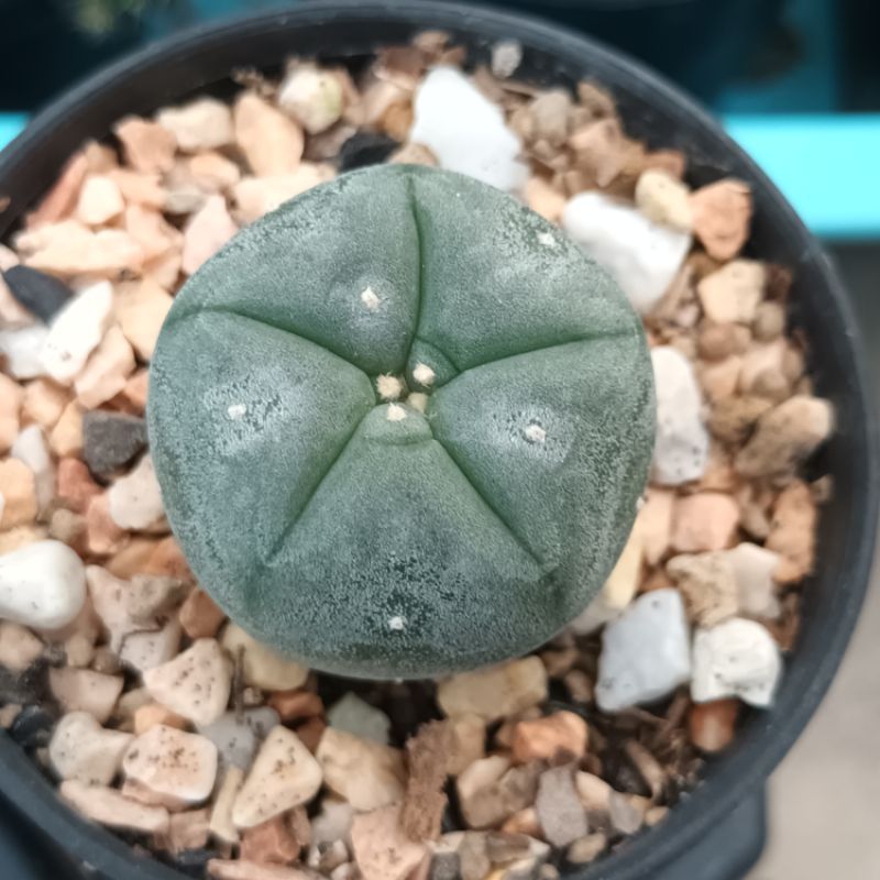 โลโฟวิลเลี่ยม,กระบองเพชร(Lophophora williamsii) 3ซ.ม.