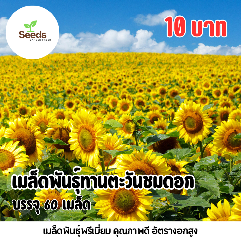 เมล็ดพันธุ์ ดอกทานตะวันชมดอก บรรจุ 60 เมล็ด/ซอง