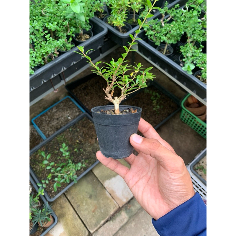วัตถุดิบบอนไซบ๊วยน้ำ