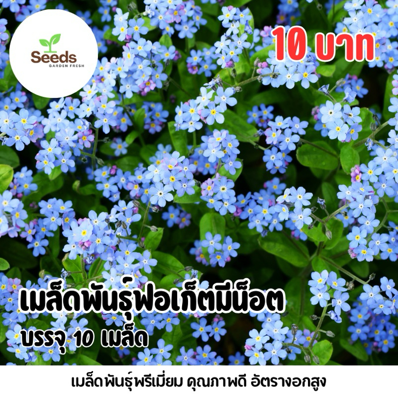 เมล็ดพันธุ์ฟอร์เก็ตมีน็อต บรรจุ 10 เมล็ด/ซอง