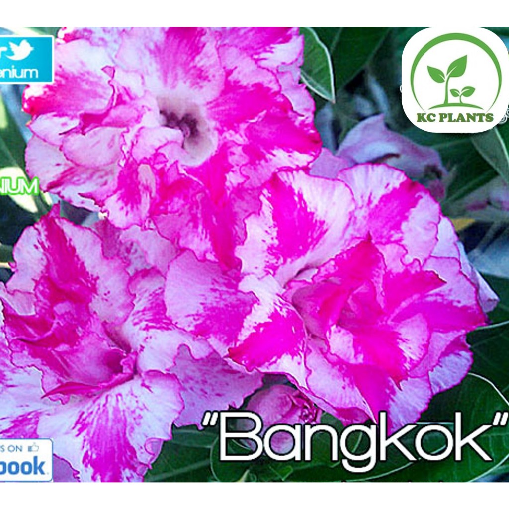 ต้นชวนชมดอกซ้อน ชวนชม ไม้มงคล ขนาดกระถาง 6 นิ้ว #Magic pink