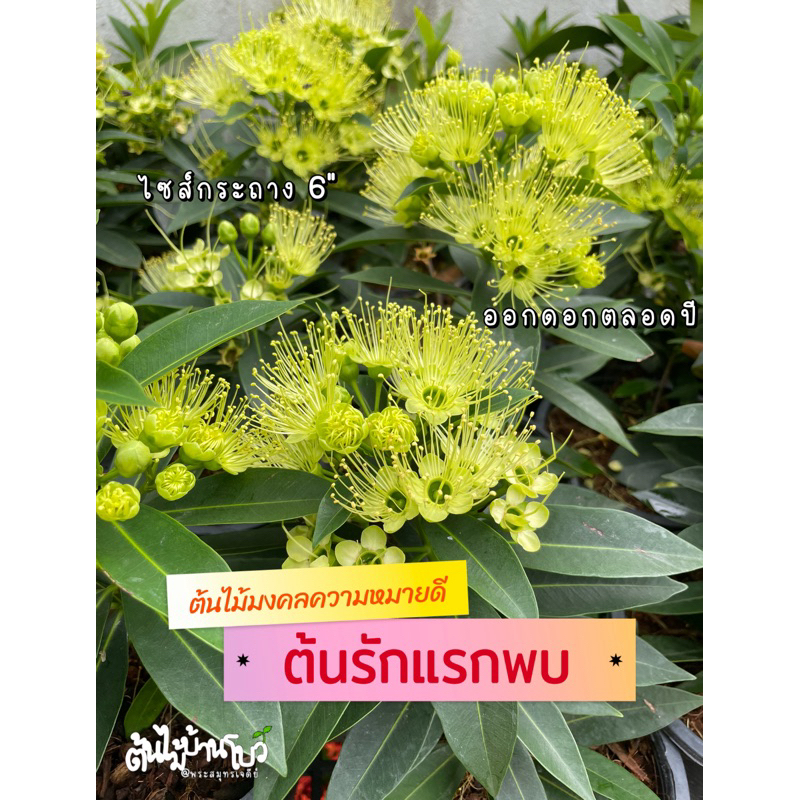 ต้นรักแรกพบ ดอกขาวเหลือง/ดอกชมพูแดง กระถาง5"