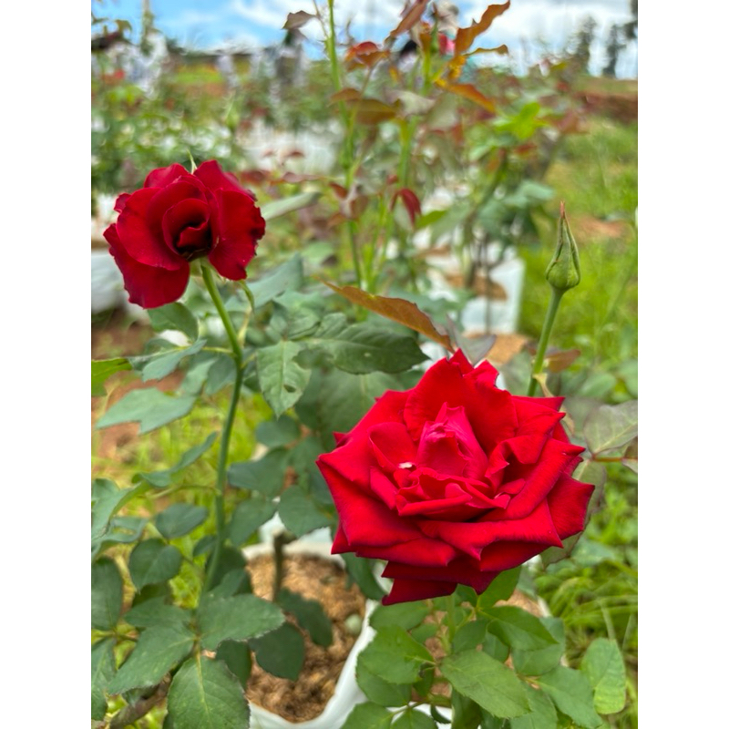 ต้นกุหลาบแดง (Rose Lovers) | พันธุ์ เรดบาคาร่าใครเป็นแบบนี้บ้างคะ เป็นพันธุ์ตัดดอก(ก้านยาวๆตัดใส่แจกัน