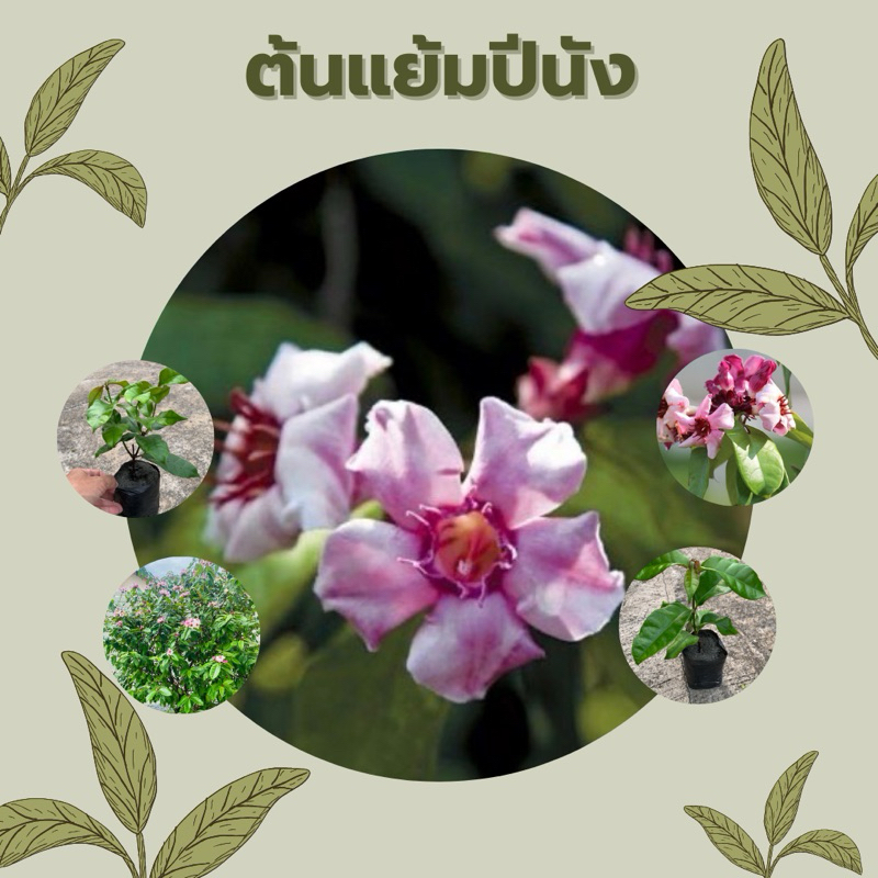 ต้นแย้มปีนัง บานทน หอมปีนัง - Chaytongaong
