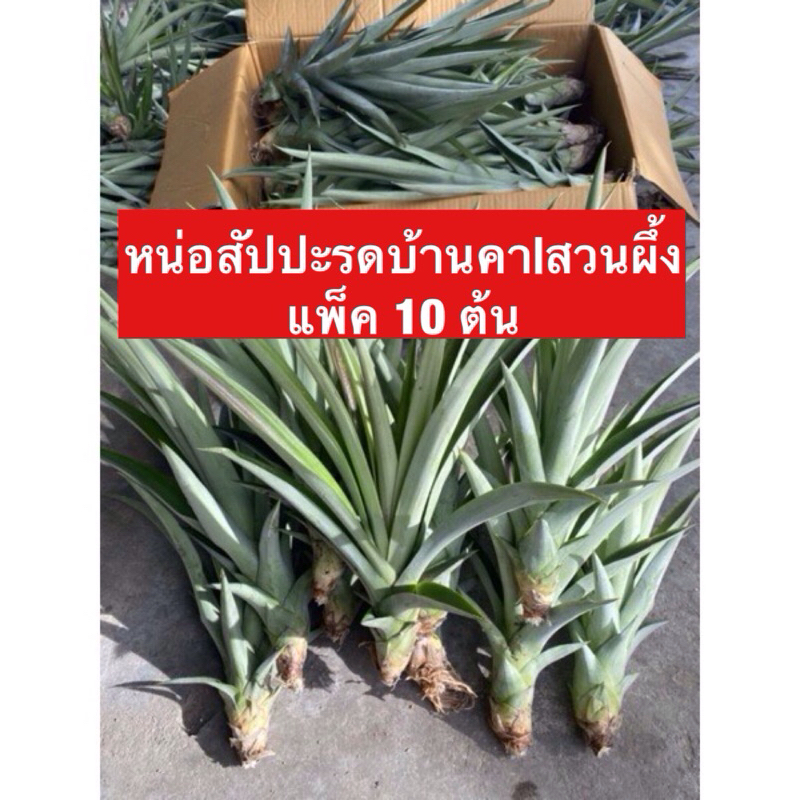 (10 ต้นแถม2)หน่อพันธุ์สับปะรดหวานบ้านคา/สวนผึ้ง เนื้อหอมหวานฉ่ำ พันธุ์ไม่กัดลิ้น ตัดสดตามออร์เดอร์จ้า