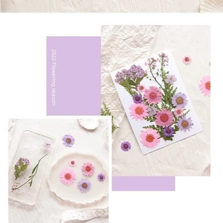 ดอกไม้จริงทับแห้ง รวมผสมดอกไม้หลากหลายชนิด แต่งเคสโทรศัพท์เรซิ่น เครื่องประดับต่าง diy