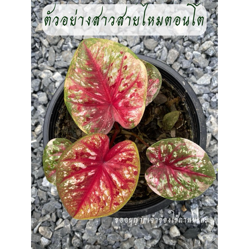 สาวสายไหมบอนสี บอนสีด่างใบกลม หน้าสวย ใบน่ารัก