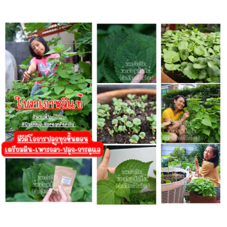 เมล็ดใบงาเกาหลีของแท้ 70-80เมล็ด พร้อมสอนปลูกทุกขั้นตอน #แกนิบ 깻잎 #ใบงาเกาหลี #Gaennip #KoreanPerilla