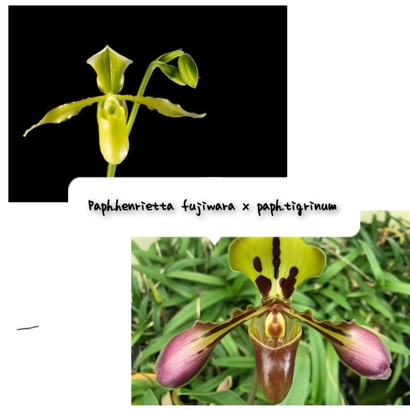 paph.henrietta fujiwara x paph.tigrinum