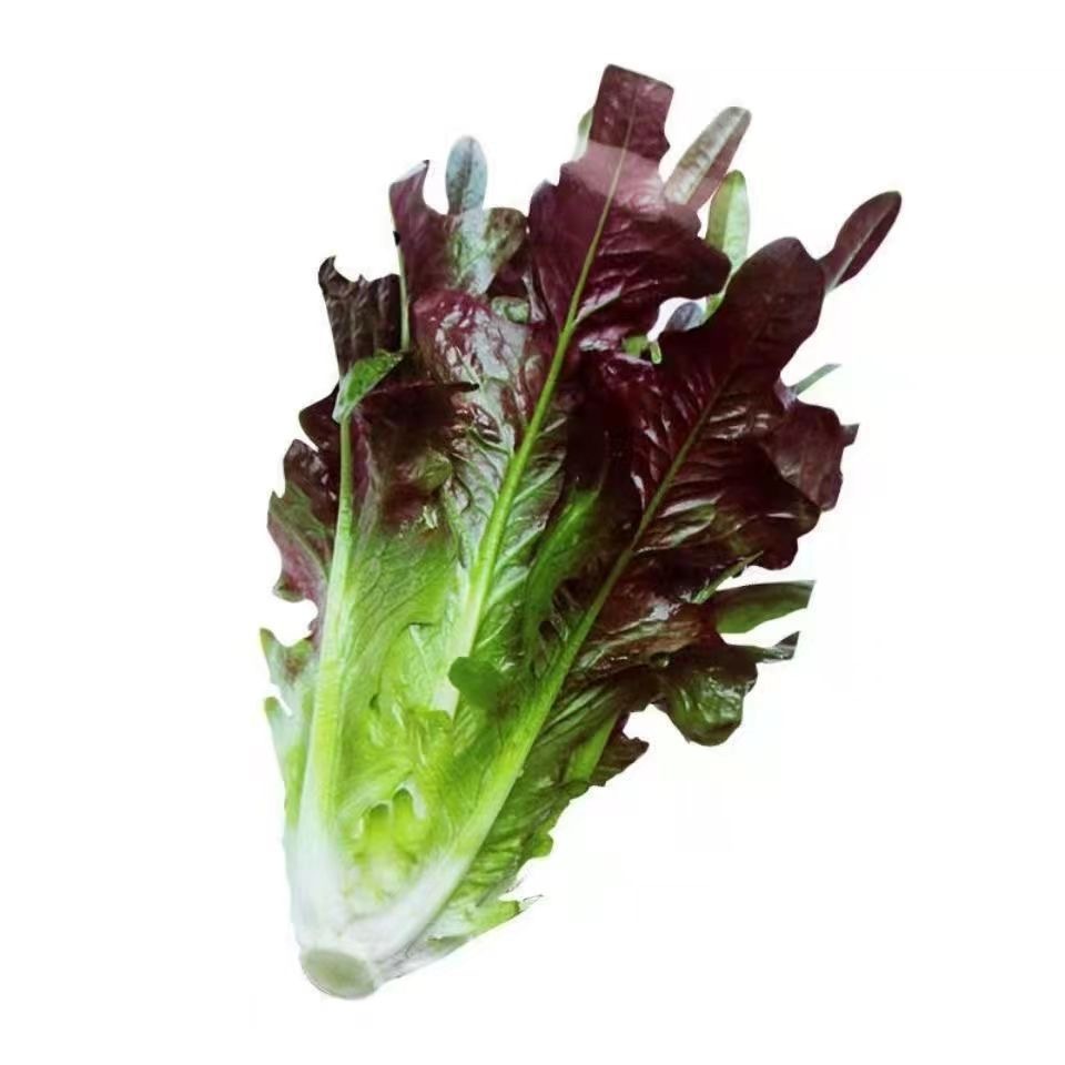 เมล็ดพันธุ์ผัก ผักสลัดเรดโอ๊ค ( Red Oak Lettuce )100เมล็ด