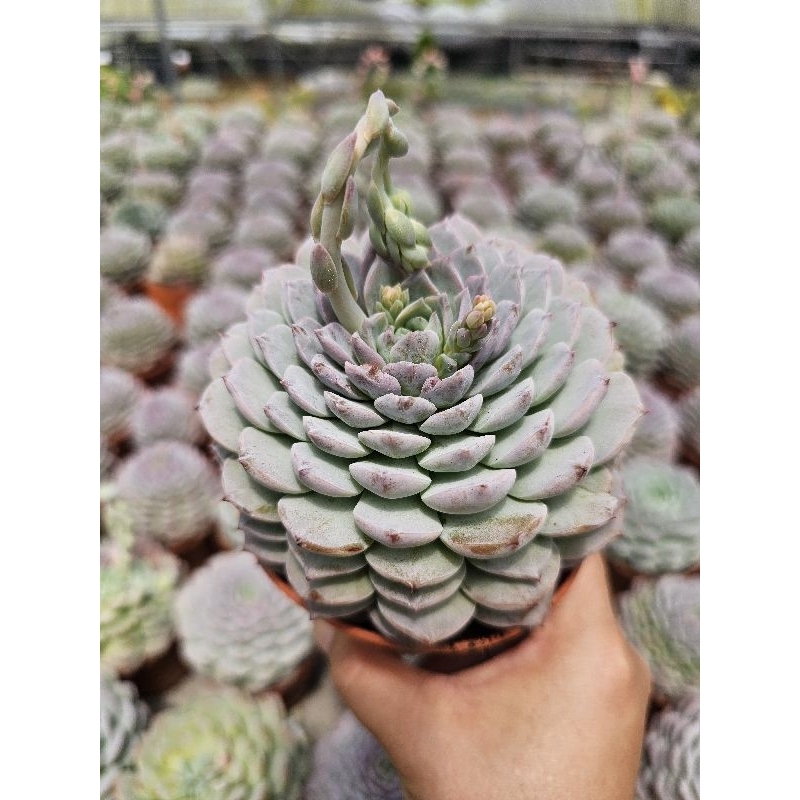 Echeveria "" Clara"