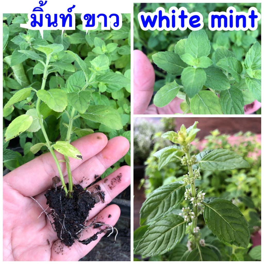 มินต์ ขาว (White Mint) ส่งแบบชำกิ่งมีรากสมบูรณ์แล้ว🌱